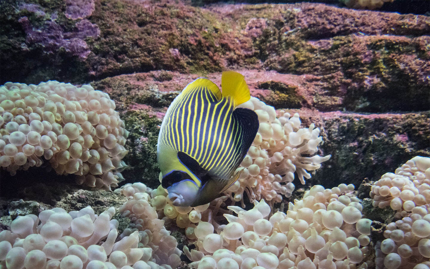 MyCretaCab - CretAquarium